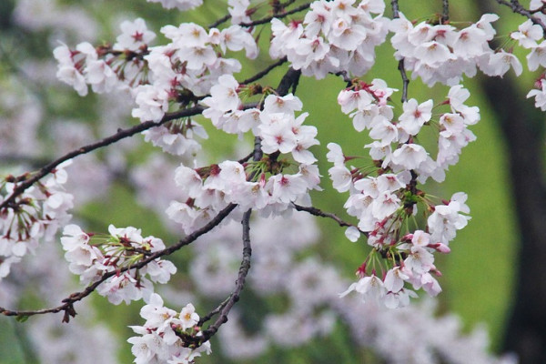 櫻花樹難養(yǎng)嗎