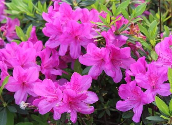 杜鵑花葉子發(fā)黃怎么辦，杜鵑花葉子發(fā)黃解決辦