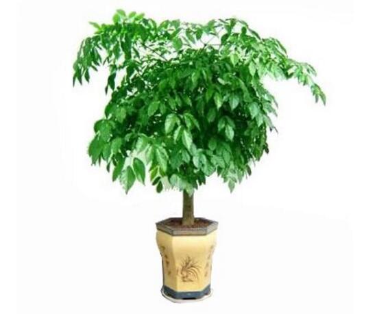 幸福樹有幾個品種，幸福樹品種圖片大全