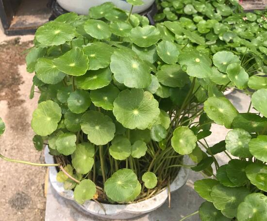 銅錢草怎么施肥，銅錢草需要什么肥料
