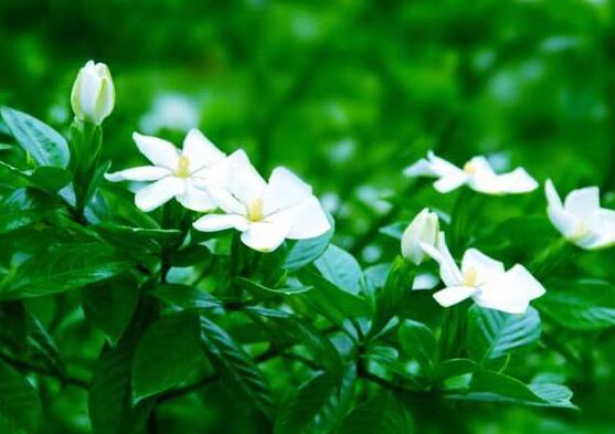 梔子花的花語，梔子花代表永恒的愛與約定