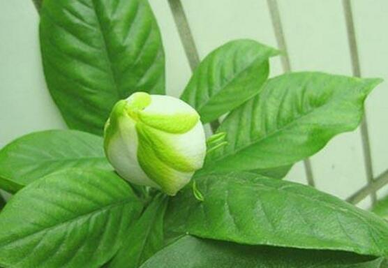 梔子花怎么澆水，梔子花澆水方法