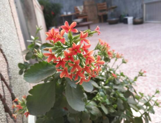 長(zhǎng)壽花施什么肥好，長(zhǎng)壽花施氮磷鉀肥料最好