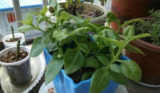 長(zhǎng)壽花怎么修剪，長(zhǎng)壽花修剪方法