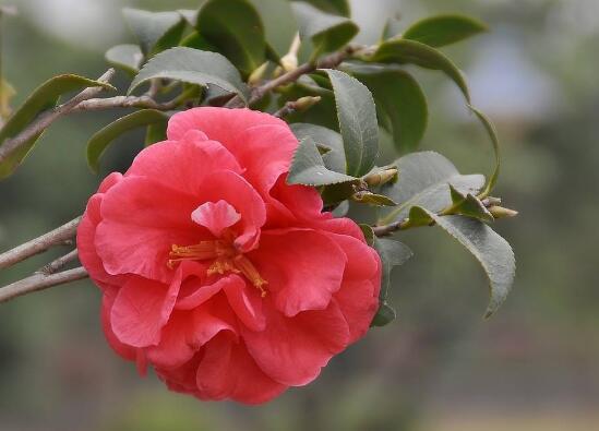 茶花怎么養(yǎng)才長得好，茶花養(yǎng)殖方法和注意事項