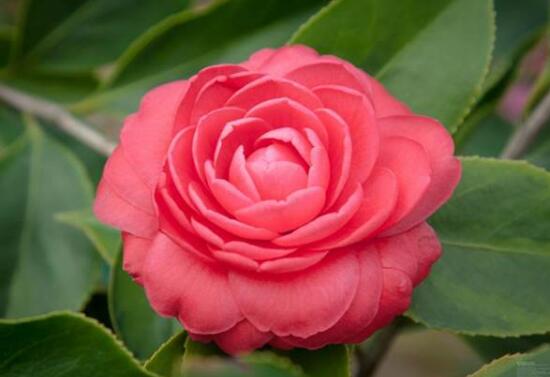 茶花的花語是什么，山茶花花語及代表意義