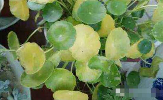 銅錢草葉子邊緣干枯，銅錢草葉子發(fā)黃怎么辦