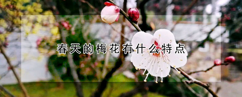 春天的梅花有什么特點(diǎn)