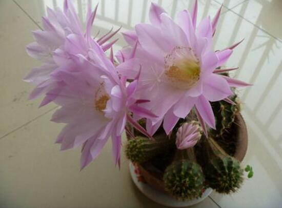 仙人球什么時(shí)候開(kāi)花，仙人球開(kāi)花是什么兆頭/吉祥如意