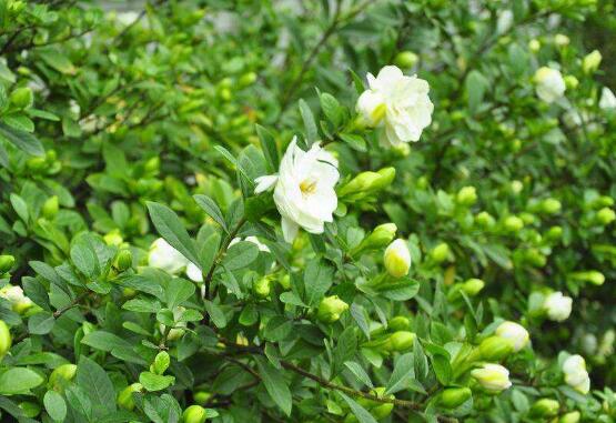 梔子花怎么養(yǎng)，梔子花養(yǎng)殖方法
