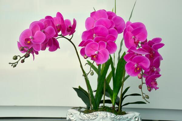 蝴蝶蘭怎么養(yǎng)，蝴蝶蘭的養(yǎng)殖方法和注意事項(xiàng)