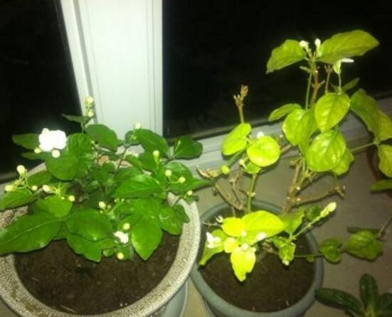 茉莉花葉子發(fā)黃怎么辦，茉莉花葉子發(fā)黃解決辦法
