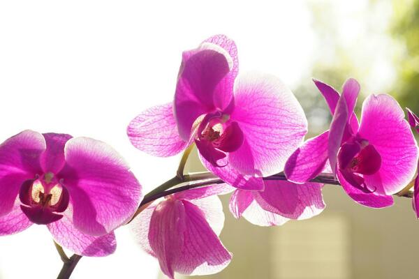 蝴蝶蘭怎么養(yǎng)，蝴蝶蘭的養(yǎng)殖方法和注意事項(xiàng)