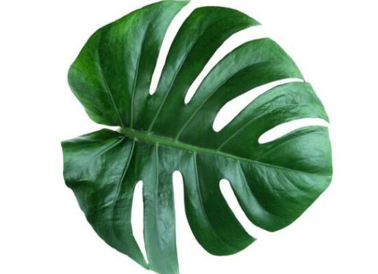 龜背竹怎么養(yǎng)，龜背竹養(yǎng)殖方法