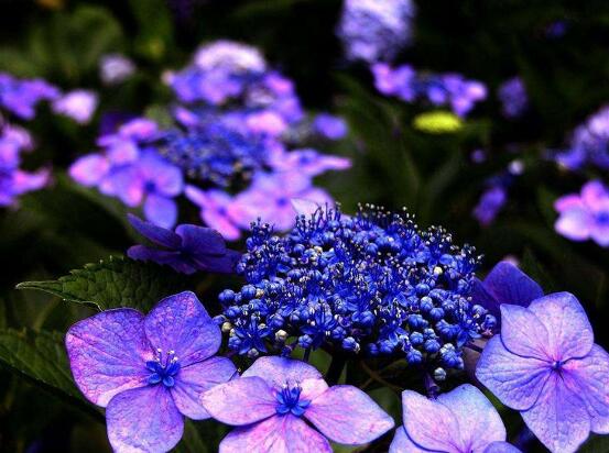 繡球花花期多久，花開(kāi)花謝持續(xù)25天(6-8月開(kāi)花)