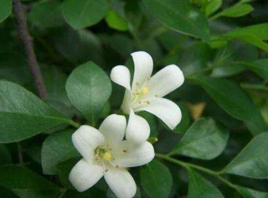 九里香什么時(shí)候開(kāi)花，九里香一年開(kāi)幾次花(七月盛開(kāi))