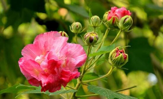 芙蓉花怎么繁殖，芙蓉花的扦插方法