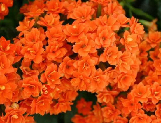 長(zhǎng)壽花花語是什么，象征著長(zhǎng)命百歲、大吉大利