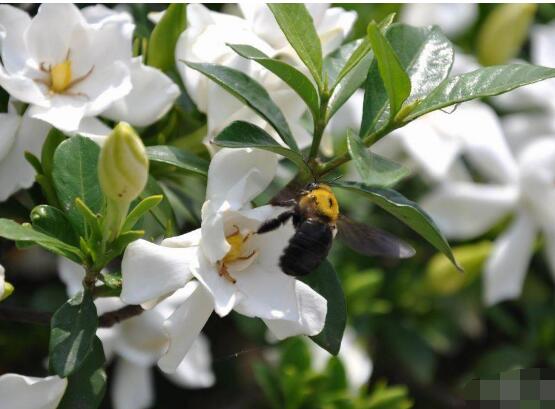 梔子花什么時(shí)候開(kāi)花，梔子花開(kāi)花期5月-8月