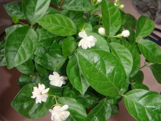 茉莉花葉子發(fā)黃怎么辦，茉莉花葉子發(fā)黃解決辦法