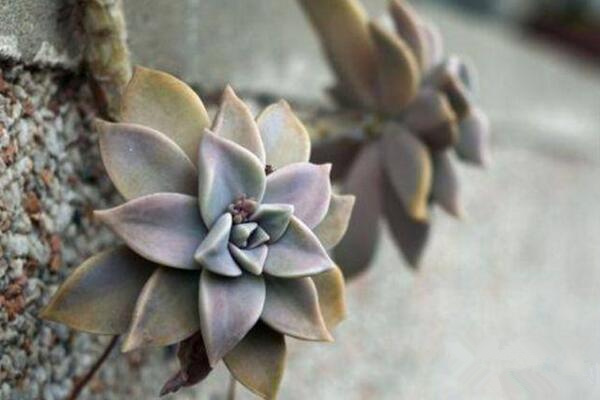 寶石花掉下來是怎么了，可能是以下5種原因導致