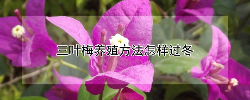 三葉梅養(yǎng)殖方法怎樣過冬