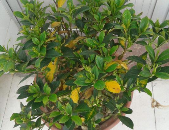 梔子花葉子發(fā)黃怎么辦，七大辦法變得枝繁葉茂