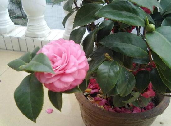 茶花怎么修剪，茶花的修剪方法圖解
