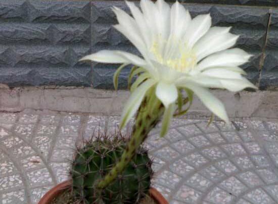 仙人球什么時(shí)候開(kāi)花，仙人球開(kāi)花是什么兆頭/吉祥如意
