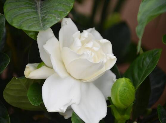 梔子花怎么養(yǎng)，梔子花養(yǎng)殖方法