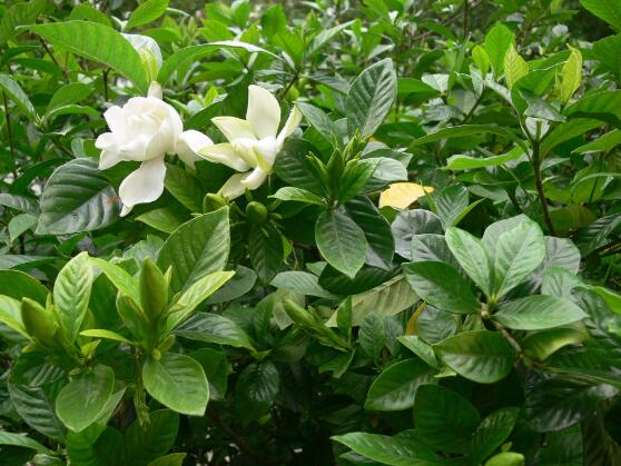 梔子花的花語，梔子花代表永恒的愛與約定
