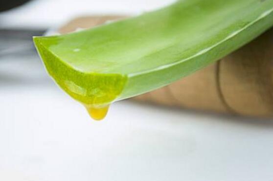 蘆薈有毒嗎，蘆薈可以放在臥室嗎