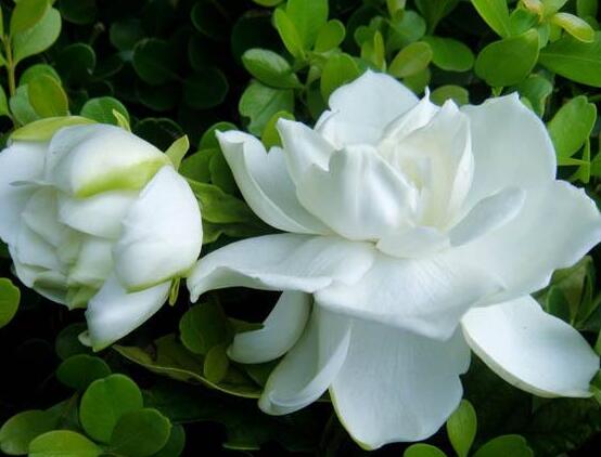 梔子花怎么養(yǎng)，梔子花養(yǎng)殖方法