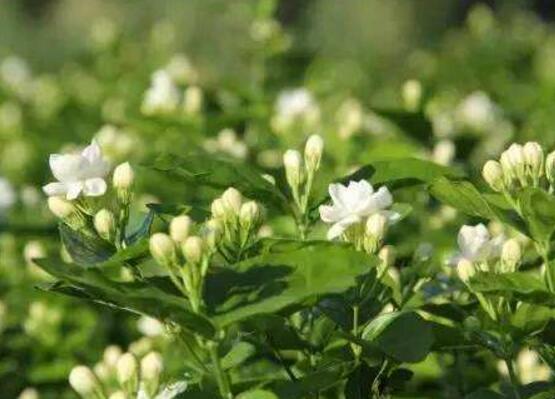 茉莉花爛根了怎么辦，換土換盆洗凈重新種植