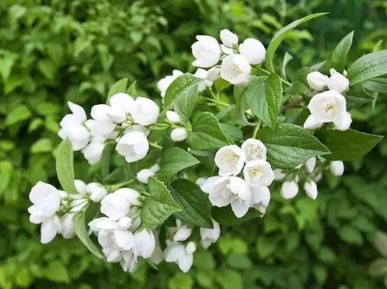 茉莉不開花是什么原因，注意這六點讓你的茉莉花爆盆