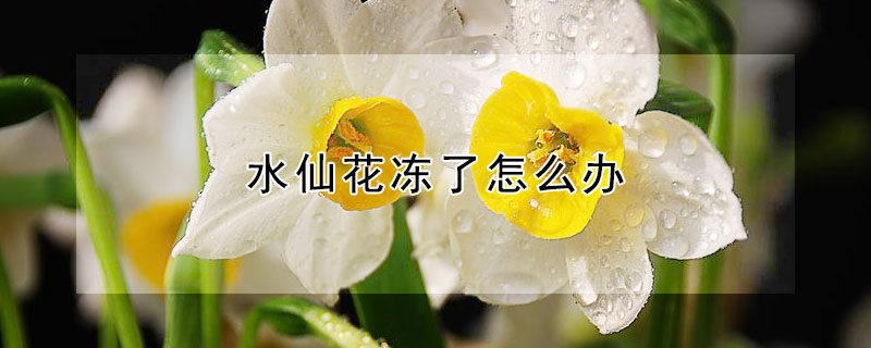 水仙花凍了怎么辦