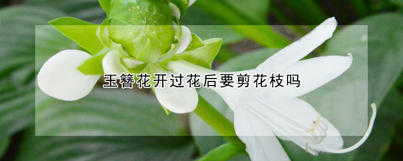 玉簪花開(kāi)過(guò)花后要剪花枝嗎