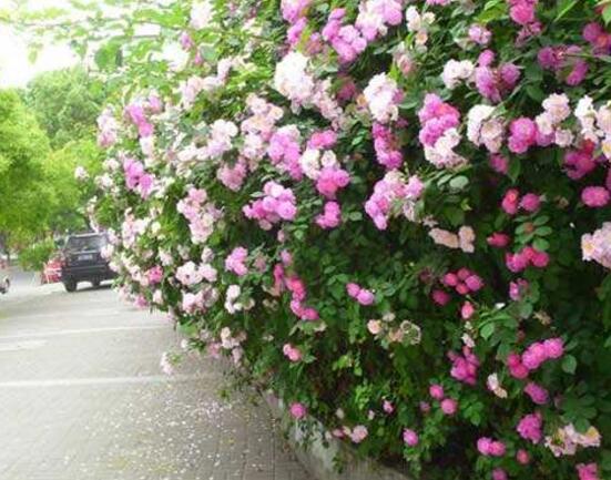 薔薇花能水培嗎，薔薇花水培方法