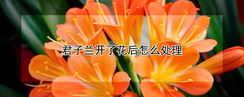 君子蘭開了花后怎么處理