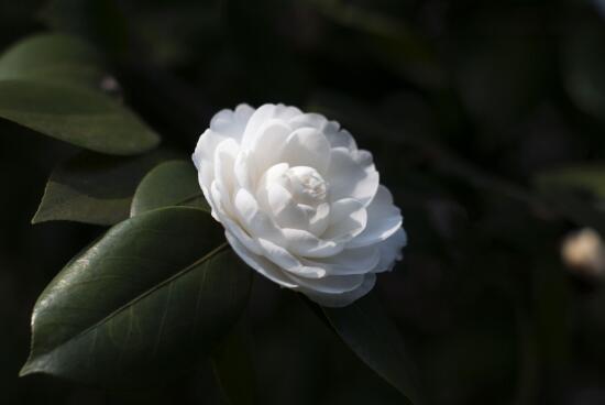 茶花怎么養(yǎng)才長得好，茶花養(yǎng)殖方法和注意事項
