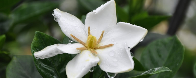 梔子花老樁怎么養(yǎng)