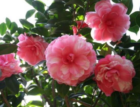 茶花有毒嗎，茶花對(duì)家里的風(fēng)水好嗎