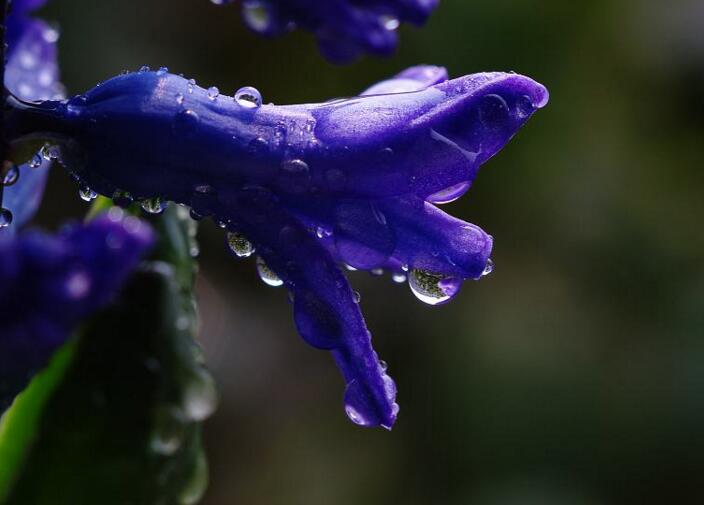 風(fēng)信子花語(yǔ)大全，不同的顏色不同的含義