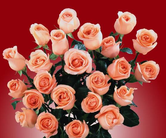 玫瑰花什么時(shí)候開(kāi)花，玫瑰開(kāi)花在每年初夏期間