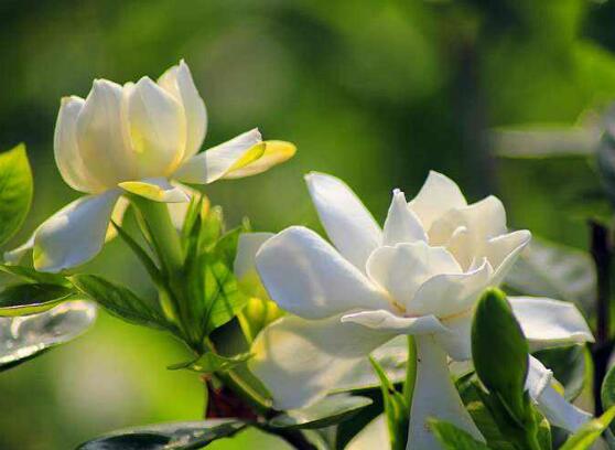 梔子花怎么養(yǎng)，梔子花養(yǎng)殖方法