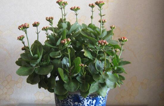 長(zhǎng)壽花爛根怎么辦，長(zhǎng)壽花爛根解決辦法