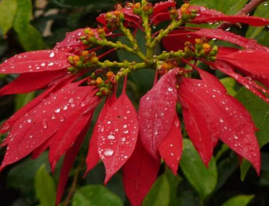 一品紅什么時候開花，一品紅在每年12月至翌年2月開花
