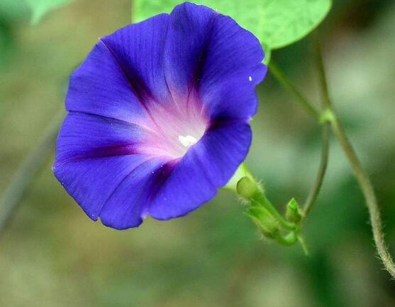 牽牛花怎么養(yǎng)，牽牛花養(yǎng)殖方法
