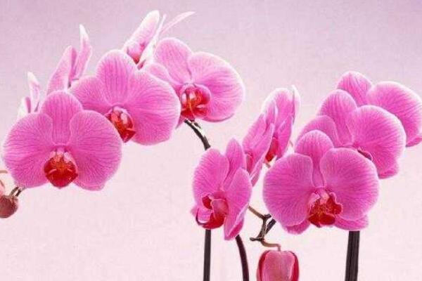 蝴蝶蘭怎么養(yǎng)，蝴蝶蘭的養(yǎng)殖方法和注意事項(xiàng)