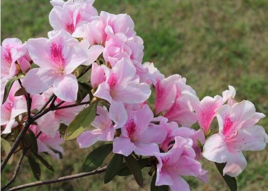 杜鵑花怎么施肥，杜鵑花施肥方法與養(yǎng)護技巧